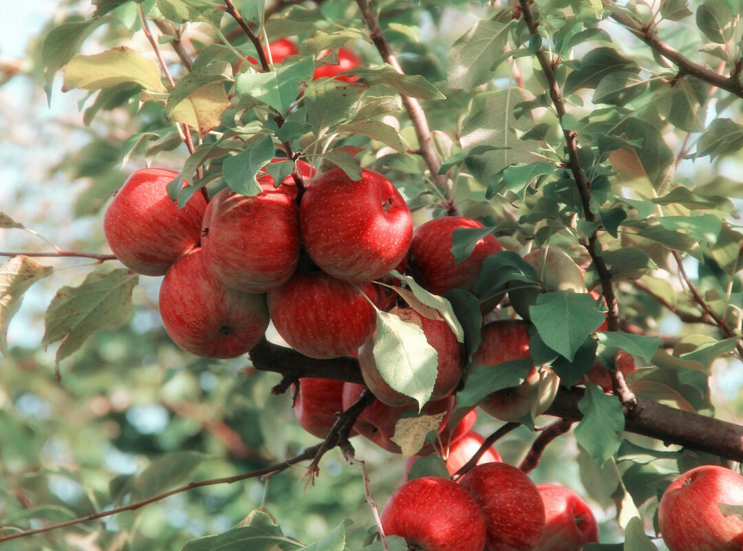 the portrait of a girl in the apple garden by Chainka picture of apples on an apple tree