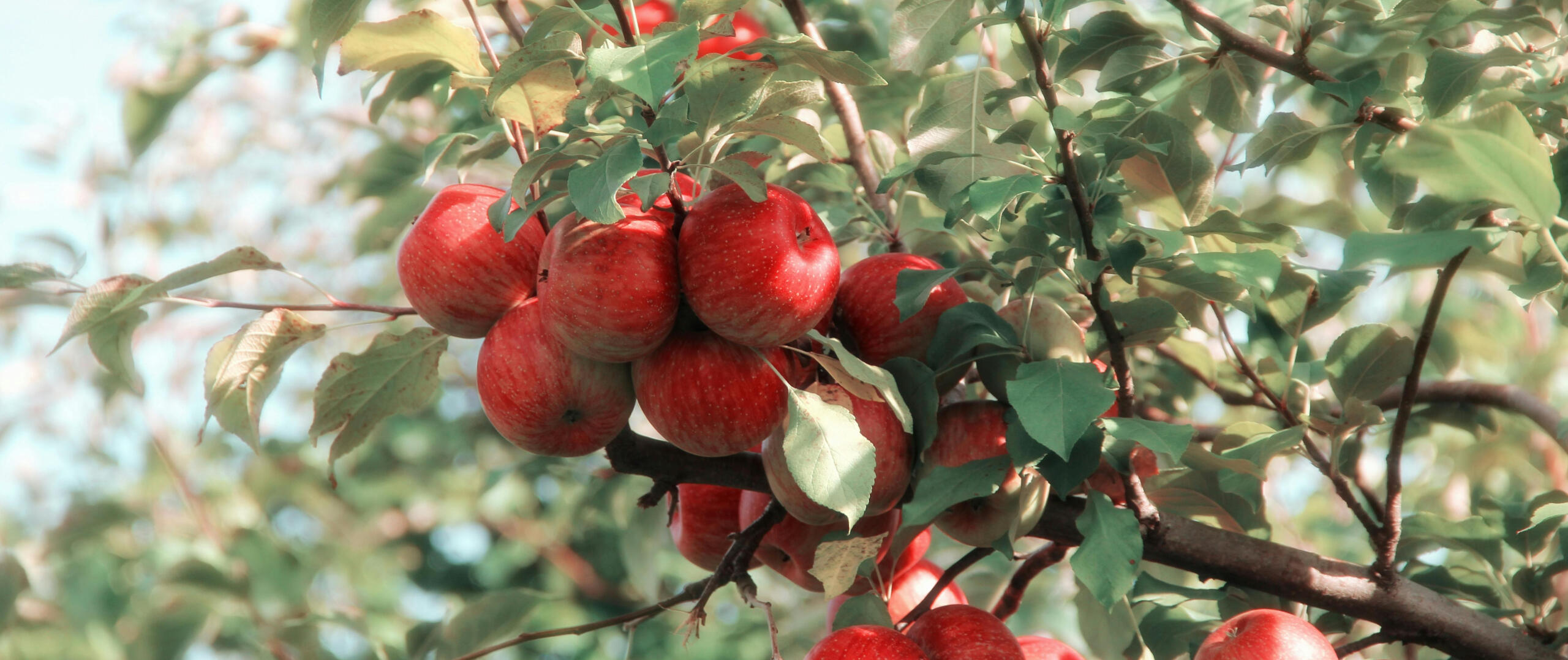 the portrait of a girl in the apple garden by Chainka picture of apples on an apple tree