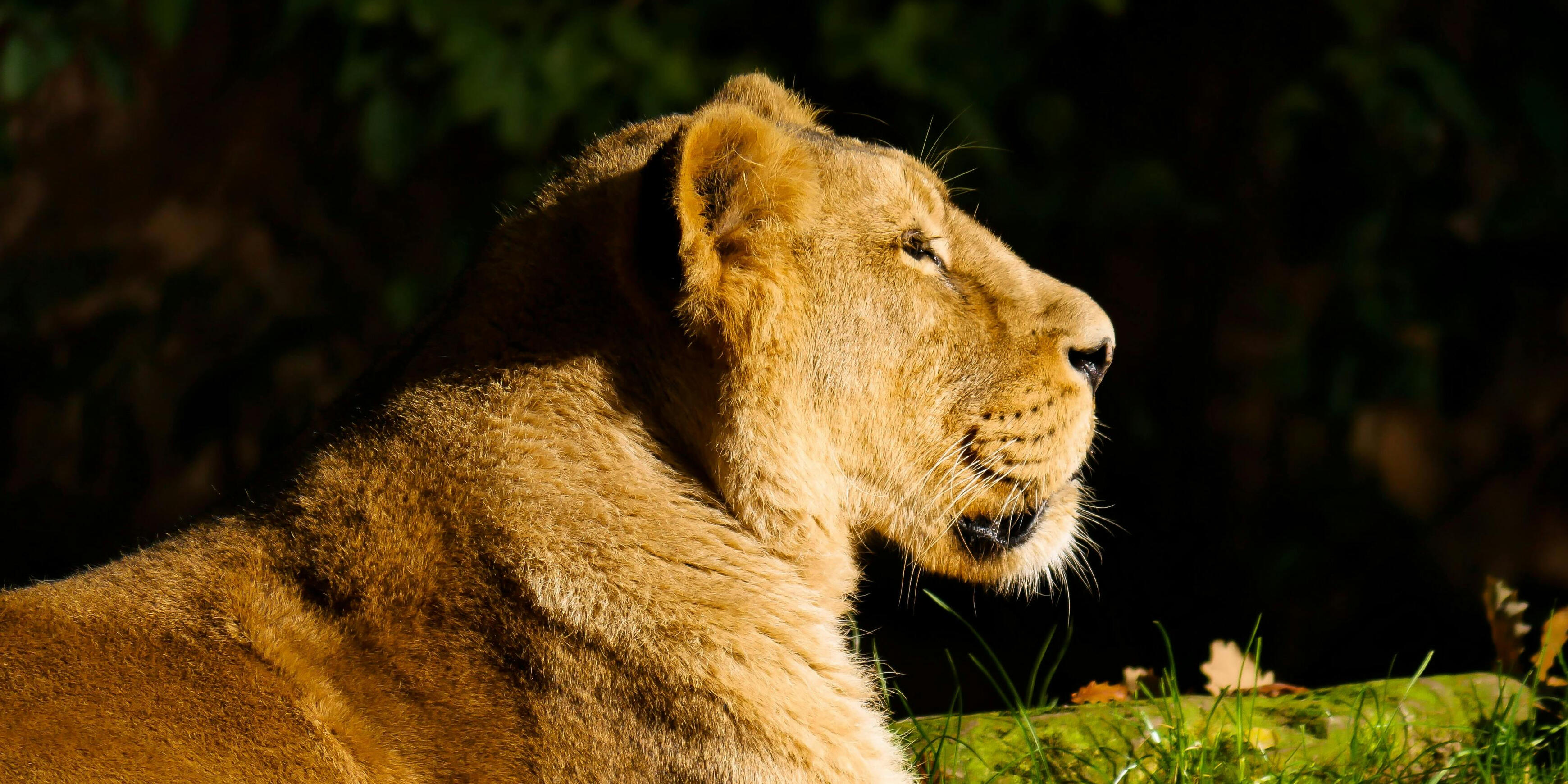 Lion