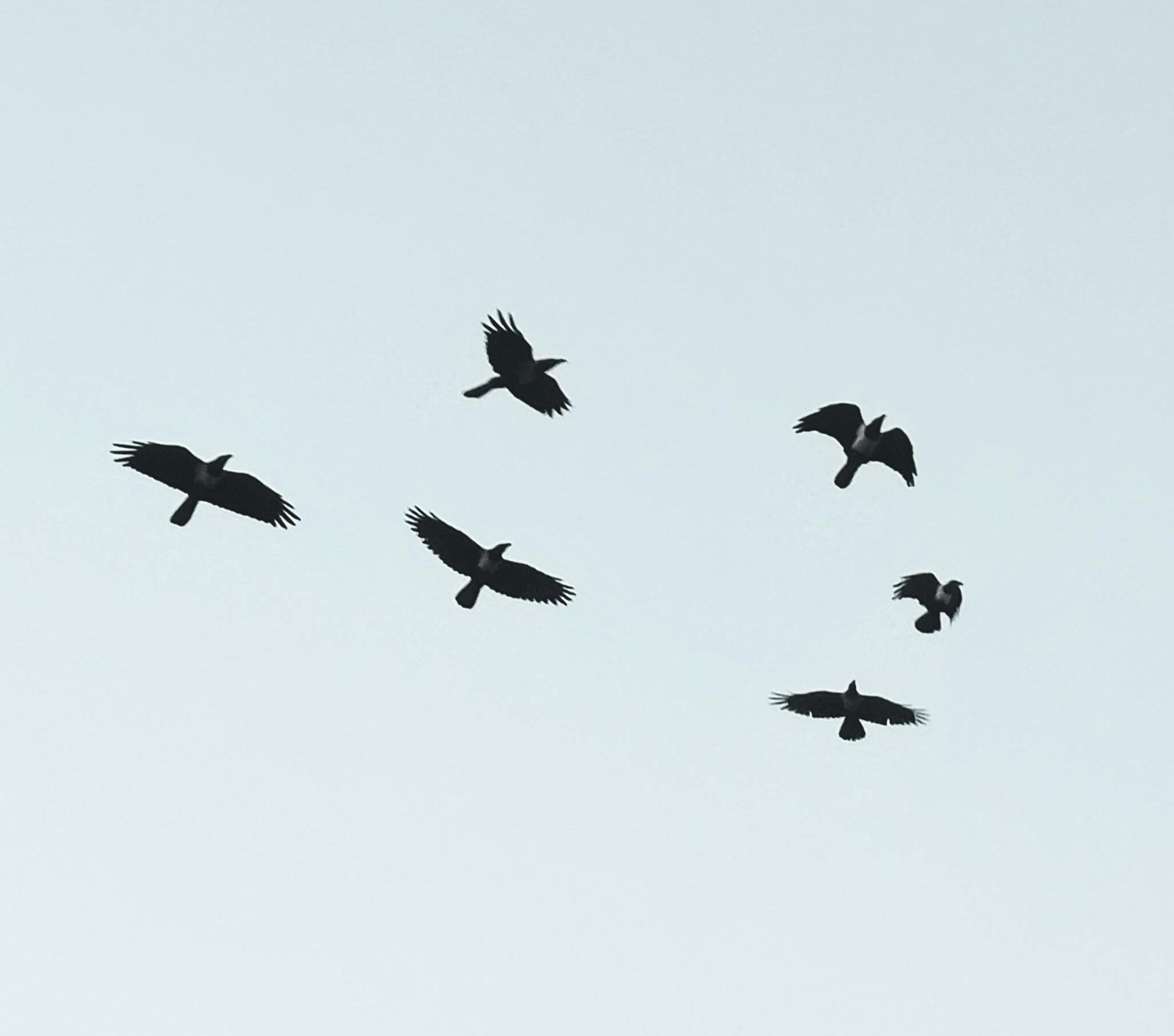 Birds